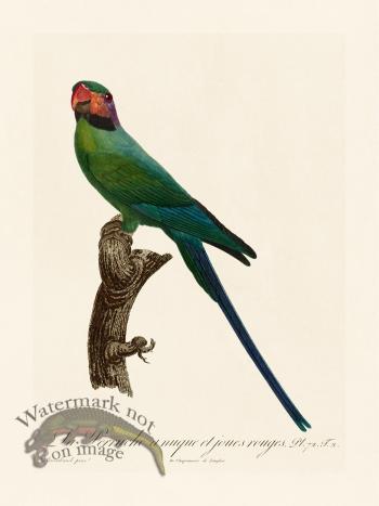 Barraband Parrot 072